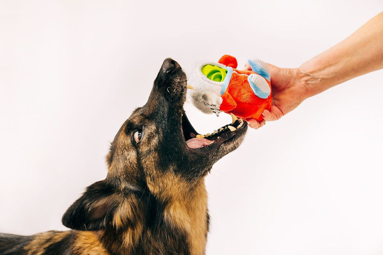 P.L.A.Y Alien Buddies Interactive 2-in-1 Dog Toys - Astro Explorer Space-Themed Chew & Fetch Toy for Small to Medium Dogs - Perfect for Indoor Play & Outdoor Adventures