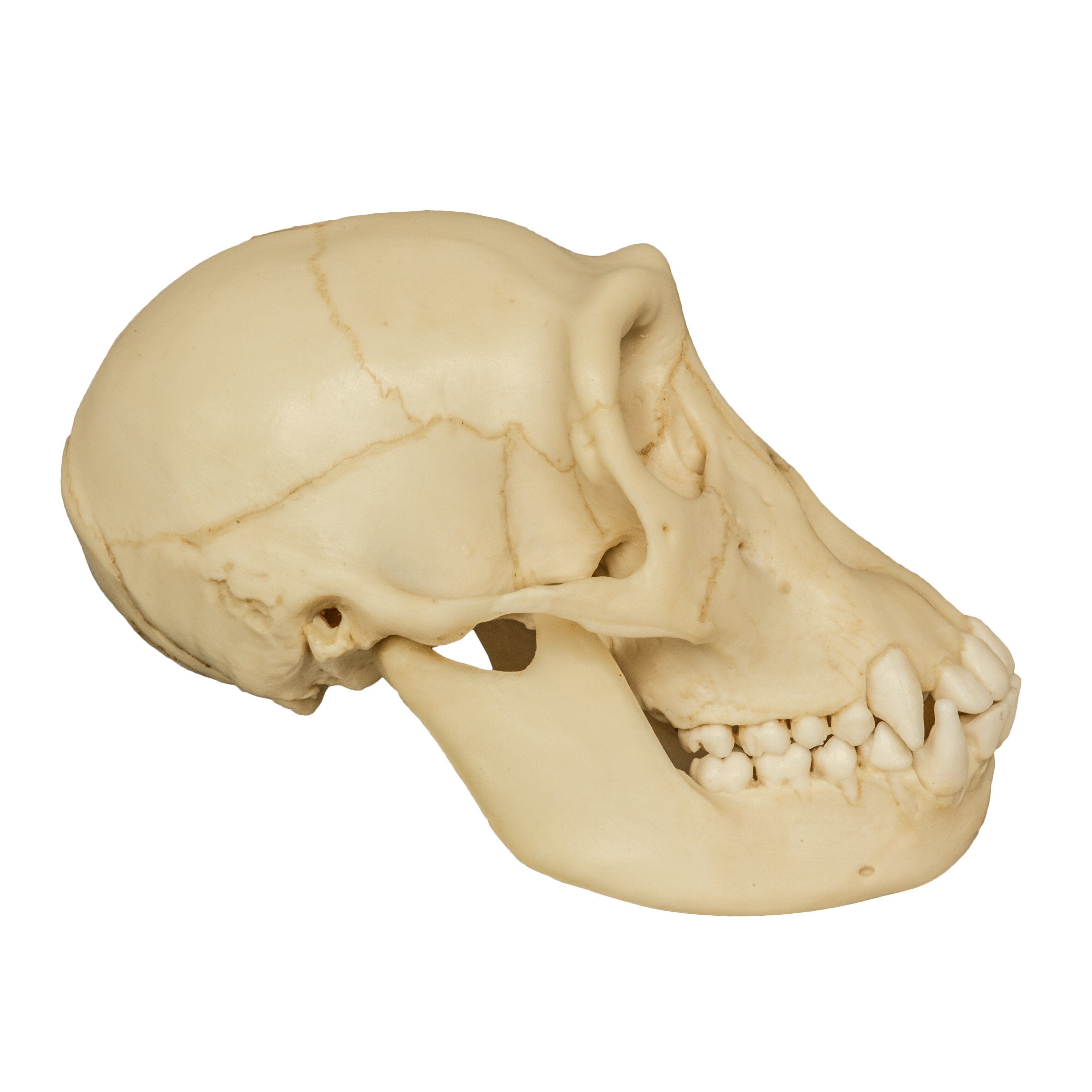 Authentic Replica Chimpanzee Juvenile Skull - High-Quality Primate Anatomy Model for Science Education & Home Decor | Perfect for Biology Classrooms, Museum Displays & Halloween Decor
