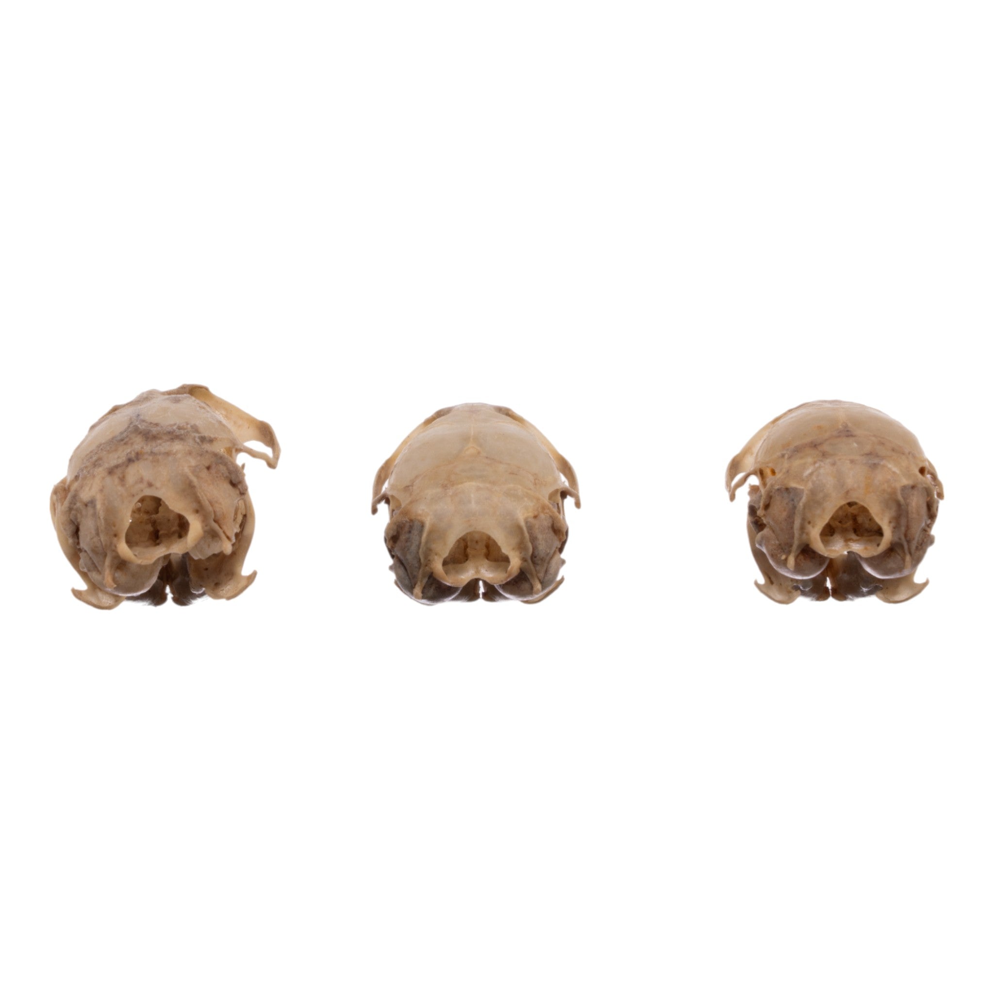 Authentic Real Meadow Vole Skull Specimen - Natural Science Collection, Taxidermy Display, Oddity Cabinet Decor - Perfect for Biology Study, Gothic Home Decor & Horror Themed Displays