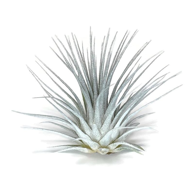 White/Silver