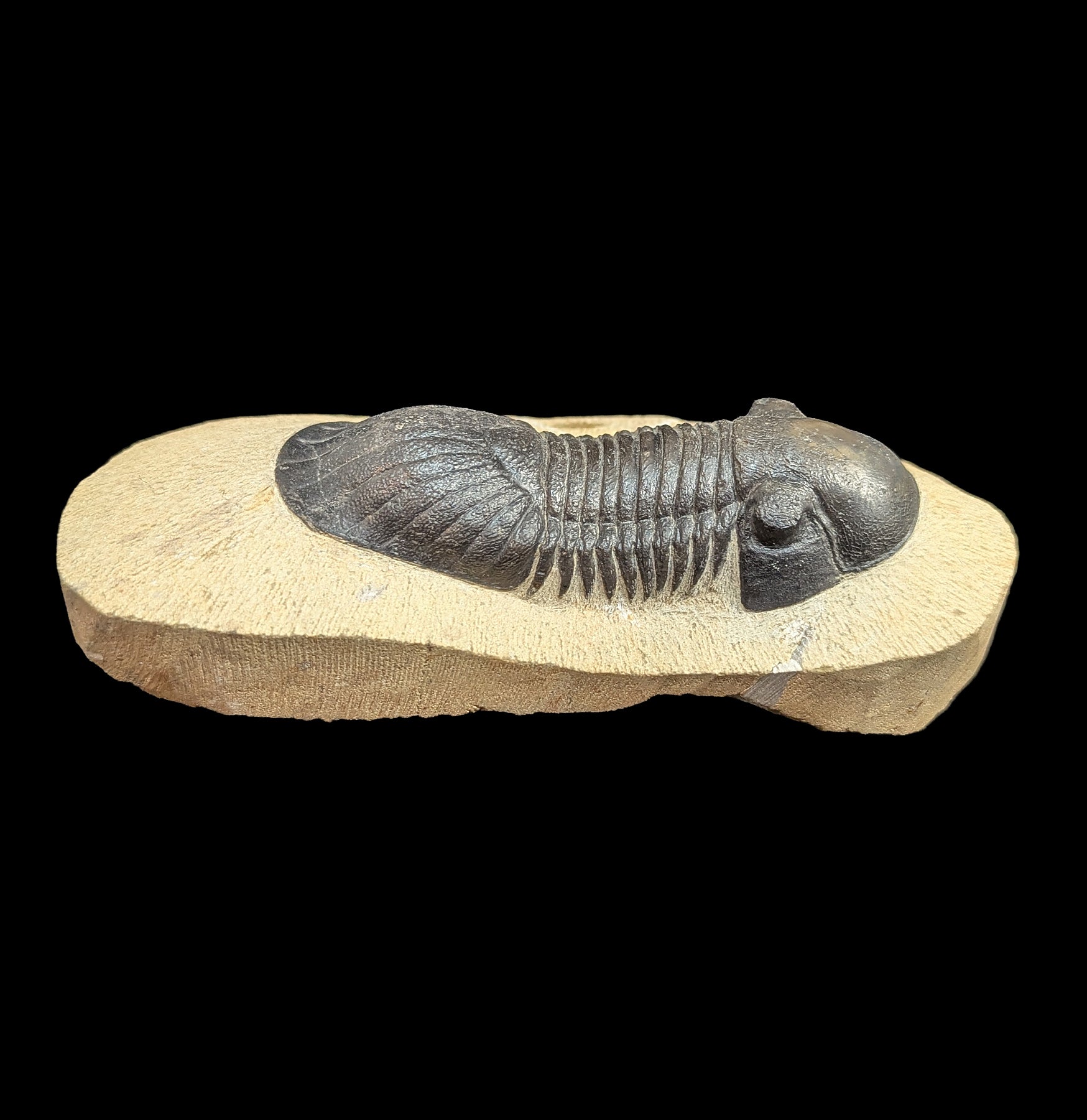 Authentic Paralejurus Spatuliformis Trilobite Fossil in Natural Matrix - Rare Collector's Specimen for Home Decor & Paleontology Enthusiasts