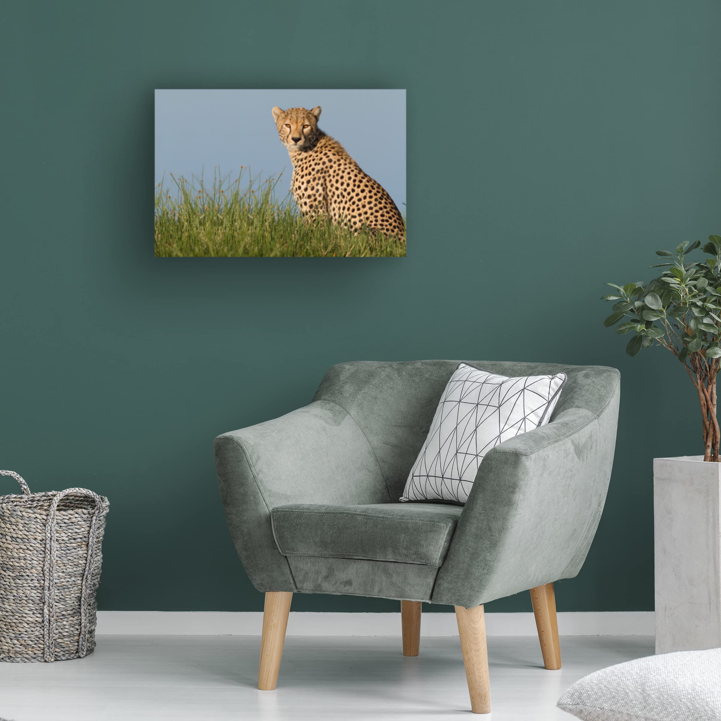 Trademark Fine Art 'Cheetah' Canvas Wall Art by Alessandro Catta - Stunning Wildlife Home Decor for Living Room, Bedroom & Office