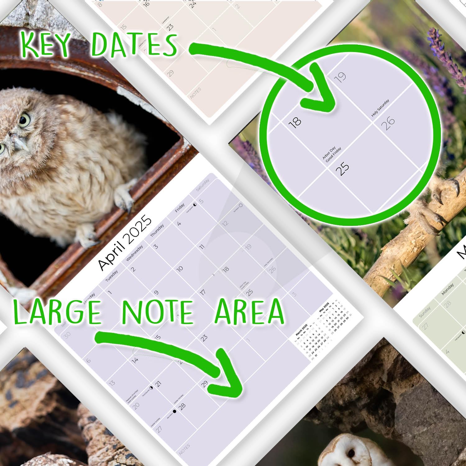 2024-2025 Owls & Wildlife Wall Calendar - 12