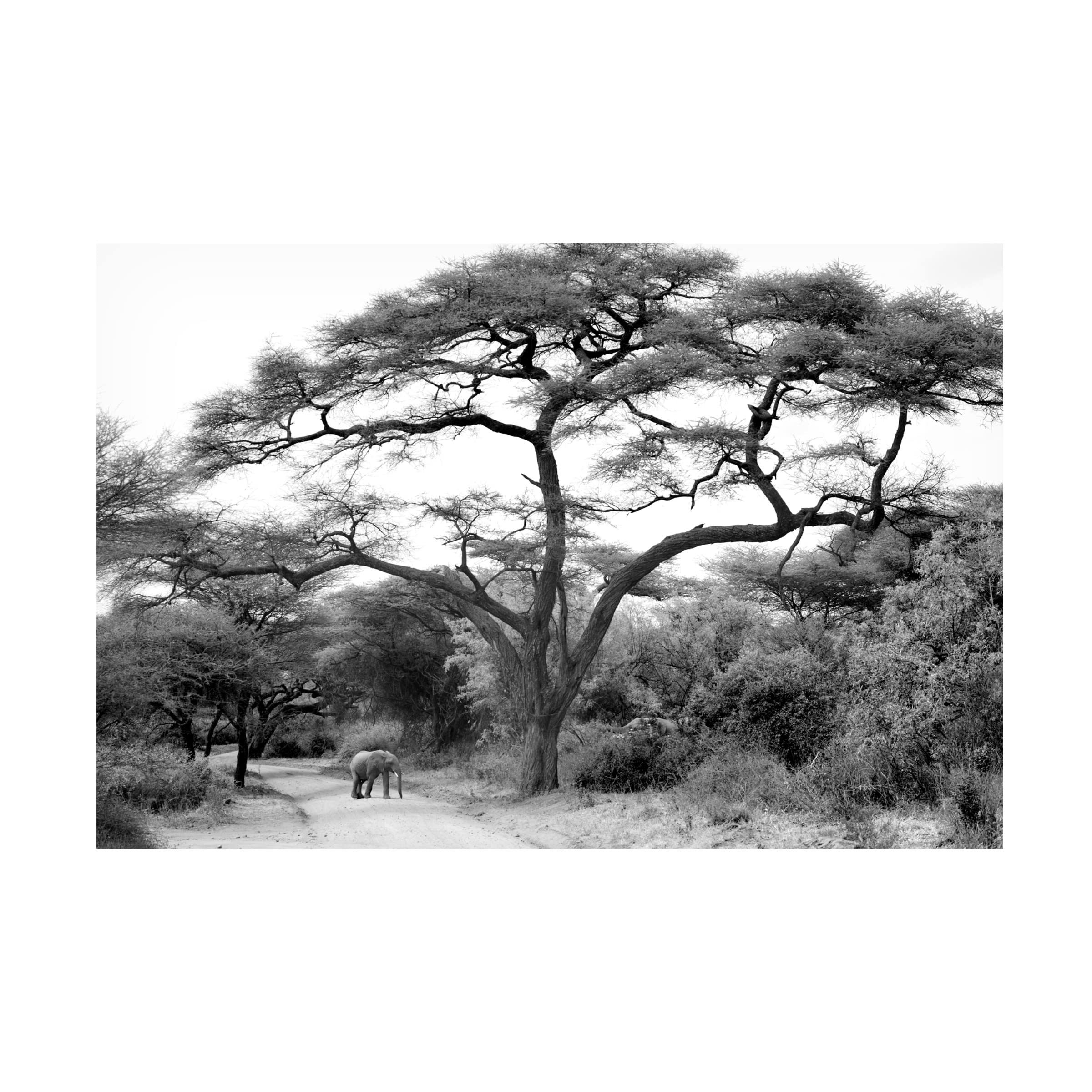 Trademark Fine Art 'Under The Acacia' Canvas Wall Art by Jorge Llovet - African Landscape Painting for Living Room, Bedroom & Office Decor
