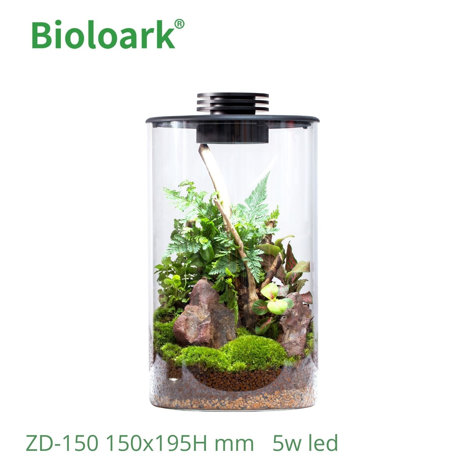 BIOLOARK Glass Cylindrical Terrarium for Plants & Reptiles - ZD 150 & ZD 200 Sizes - Perfect for Home Decor, Office Display & Mini Garden Setups