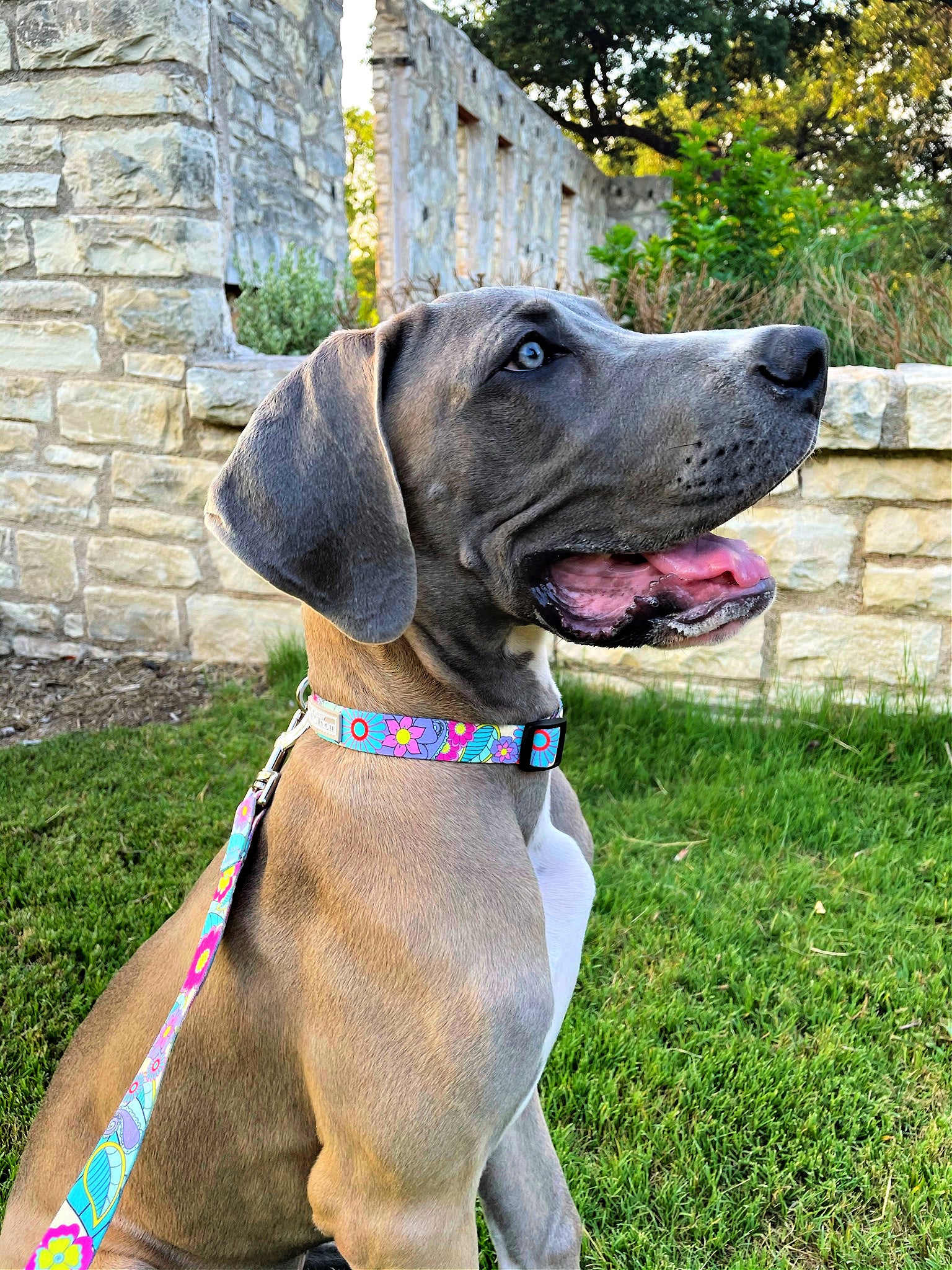 Premium Caroline Dog Collar - Adjustable Nylon Pet Collar with Metal Buckle for Small Medium Large Dogs | Walking Training Grooming Outdoor Activities