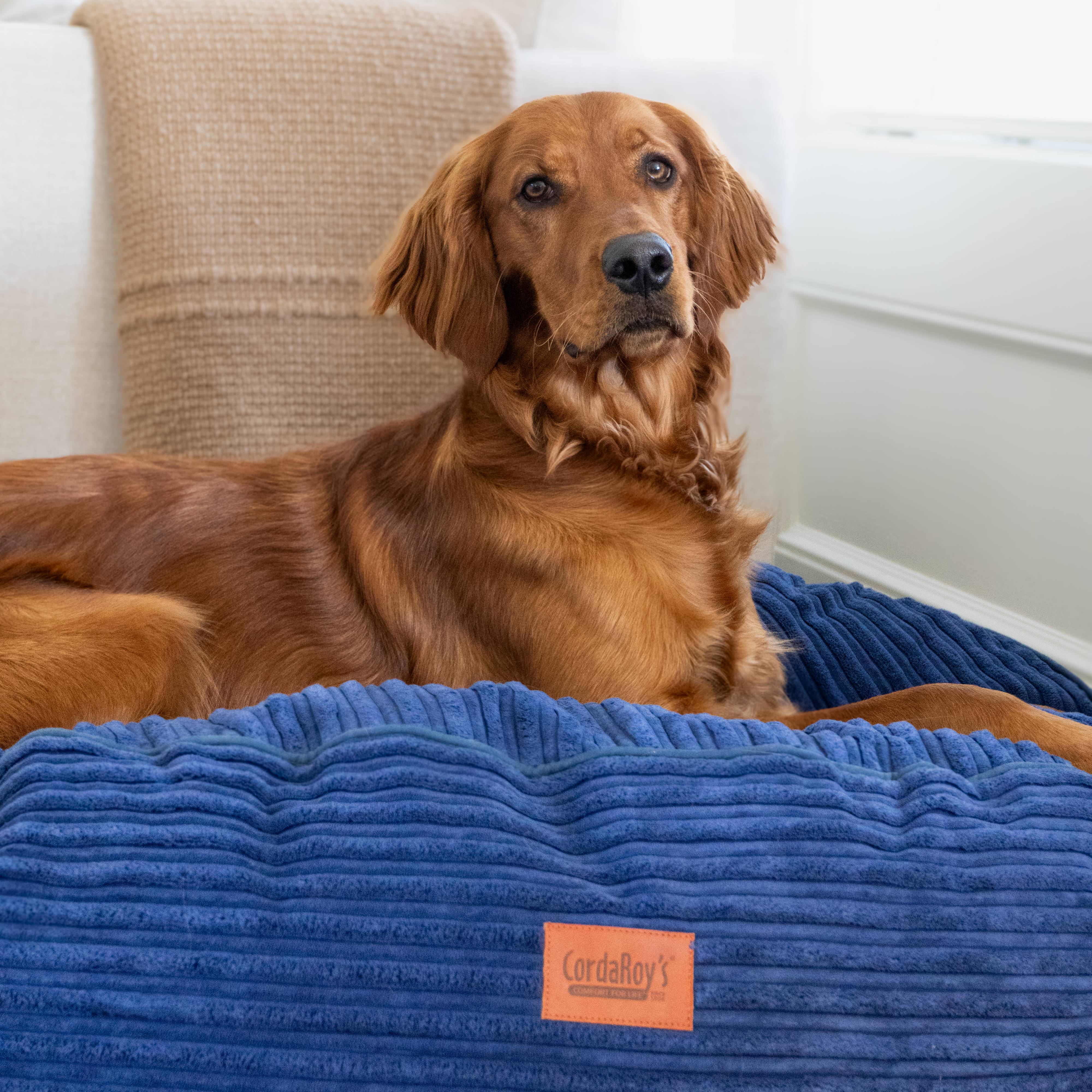 40 Inch Waterproof Dog Bed - Soft Terry Corduroy Cover - Orthopedic Support for Large Dogs - Perfect for Indoor, Outdoor & Crate Use