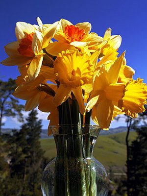 Beautiful Daffodils in Glass Vase - Fine Art Flower Photography by Michael Verlangieri - Perfect for Home Decor, Office Wall Art & Gift Ideas