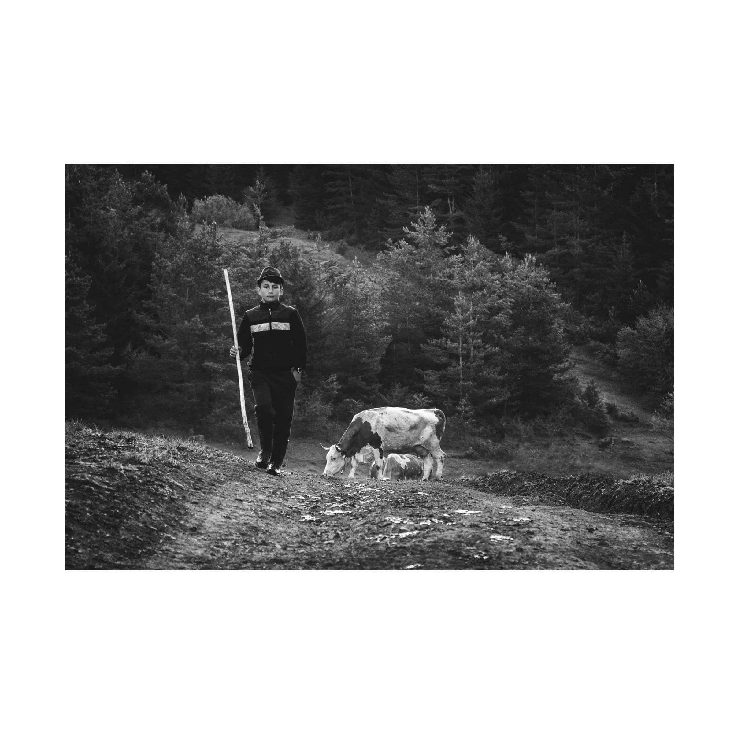 Zoran Toldi 'Little Shepherd Cows II' Canvas Wall Art Print - Handmade Oil Painting Reproduction for Living Room, Bedroom & Office Decor