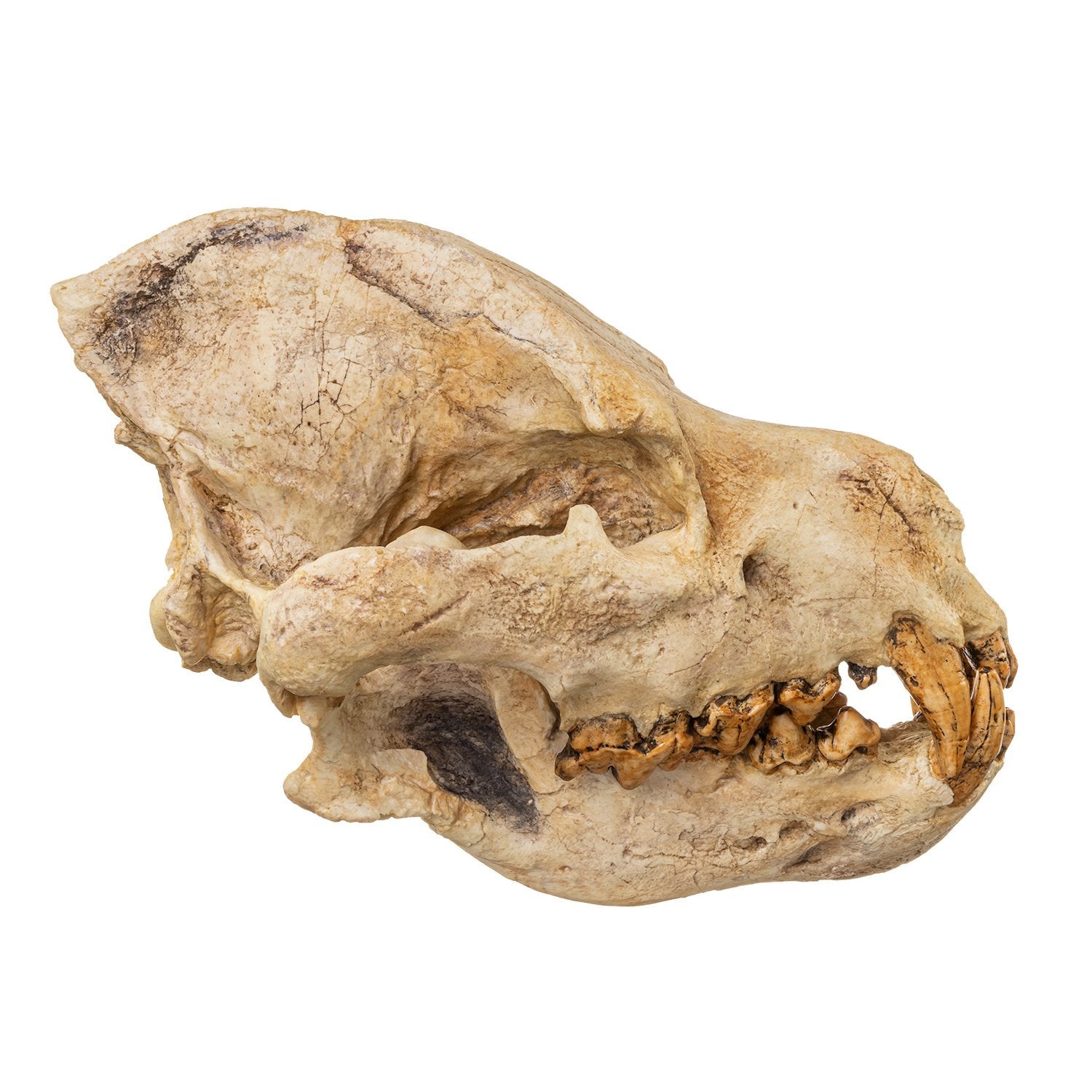 Giant Hyena Fossil Skull Replica - Lifelike Prehistoric Animal Skull for Home Decor, Museum Display & Educational Use
