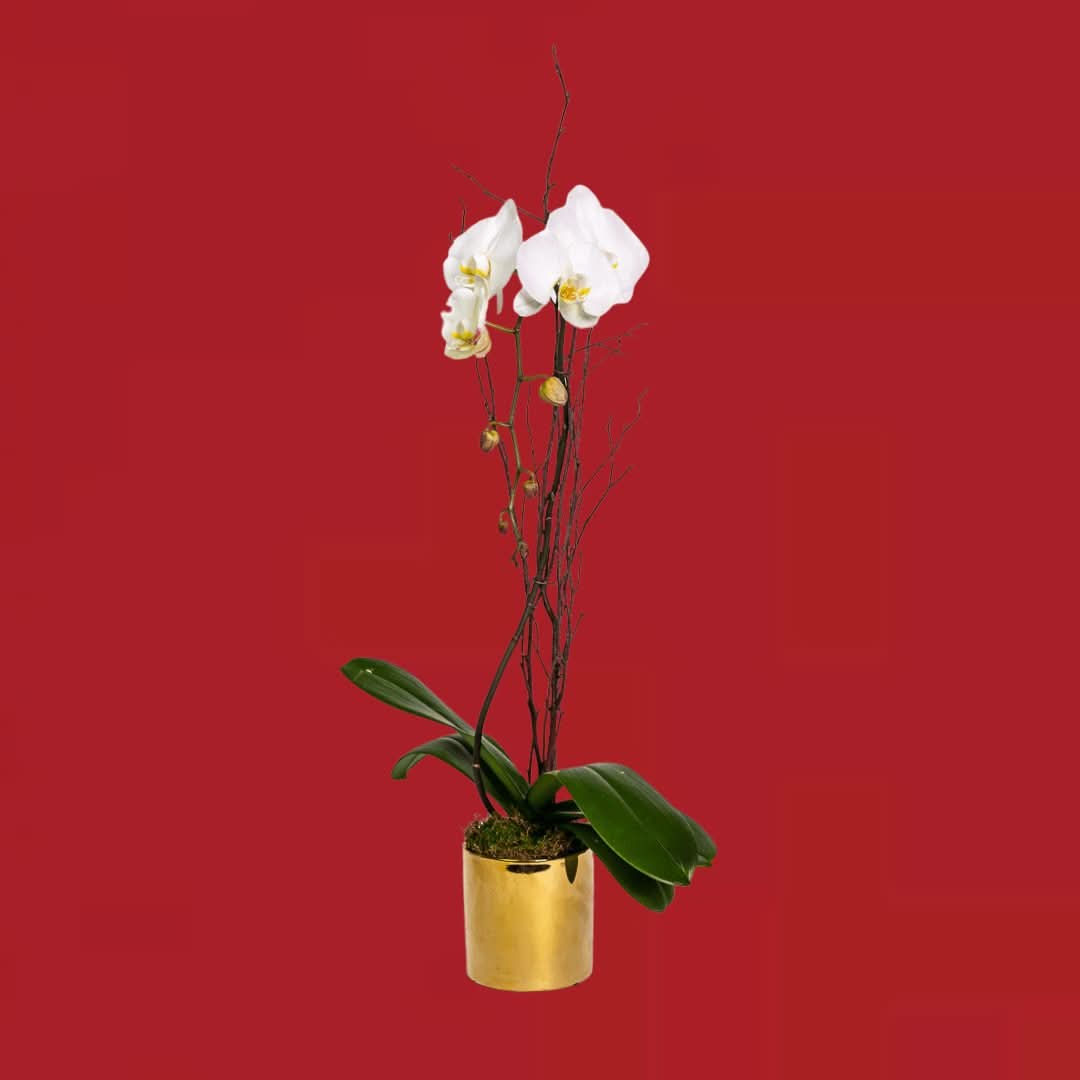 Golden Orchid Planting Kit - Live Orchid Plants for Home & Garden Decor, Perfect for Indoor & Outdoor Planting, Gifts for Plant Lovers