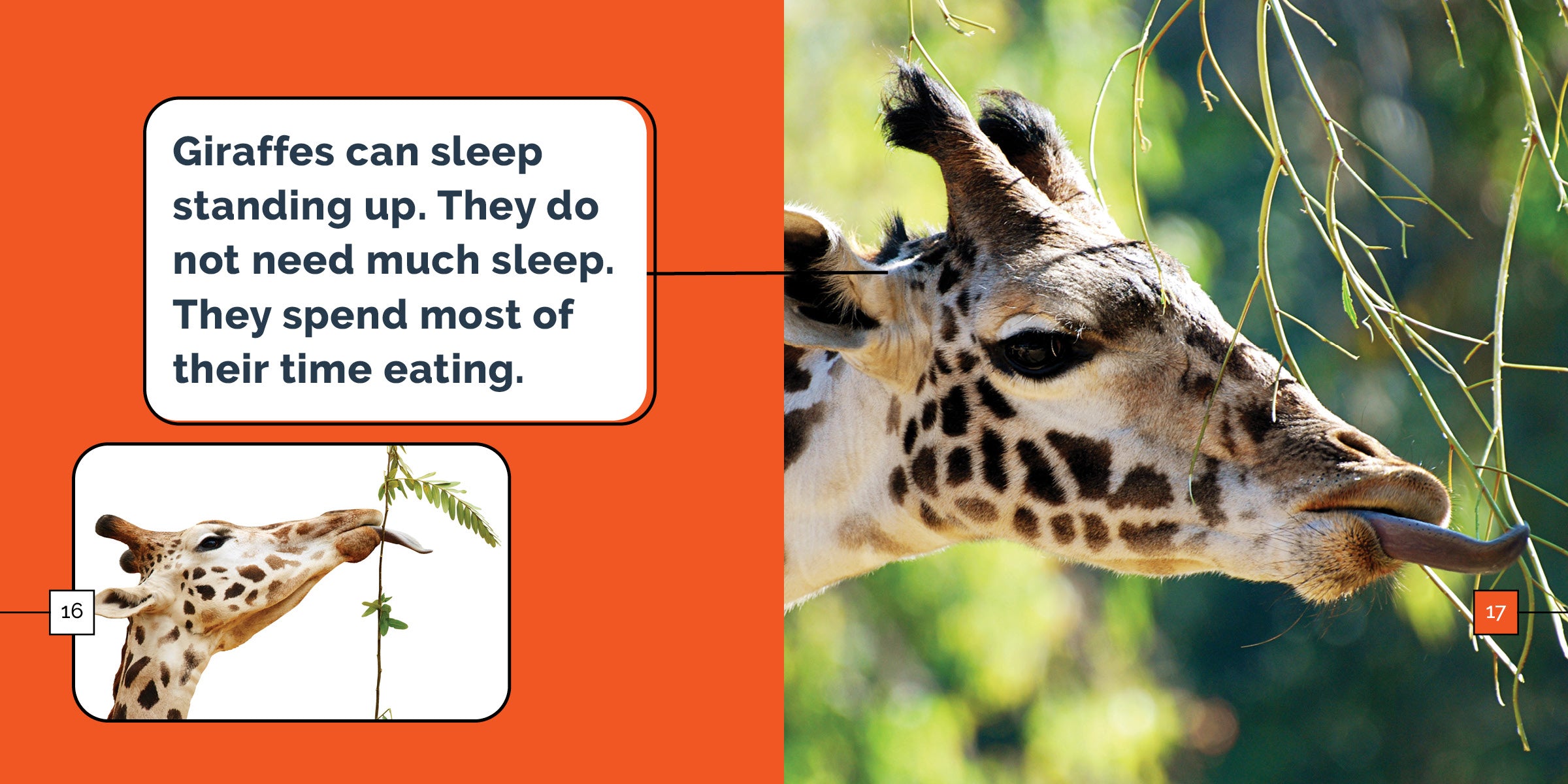 Giraffes Book: 9781640268418 - Wildlife Education & Animal Facts for Kids, Perfect for School Projects & Nature Lovers