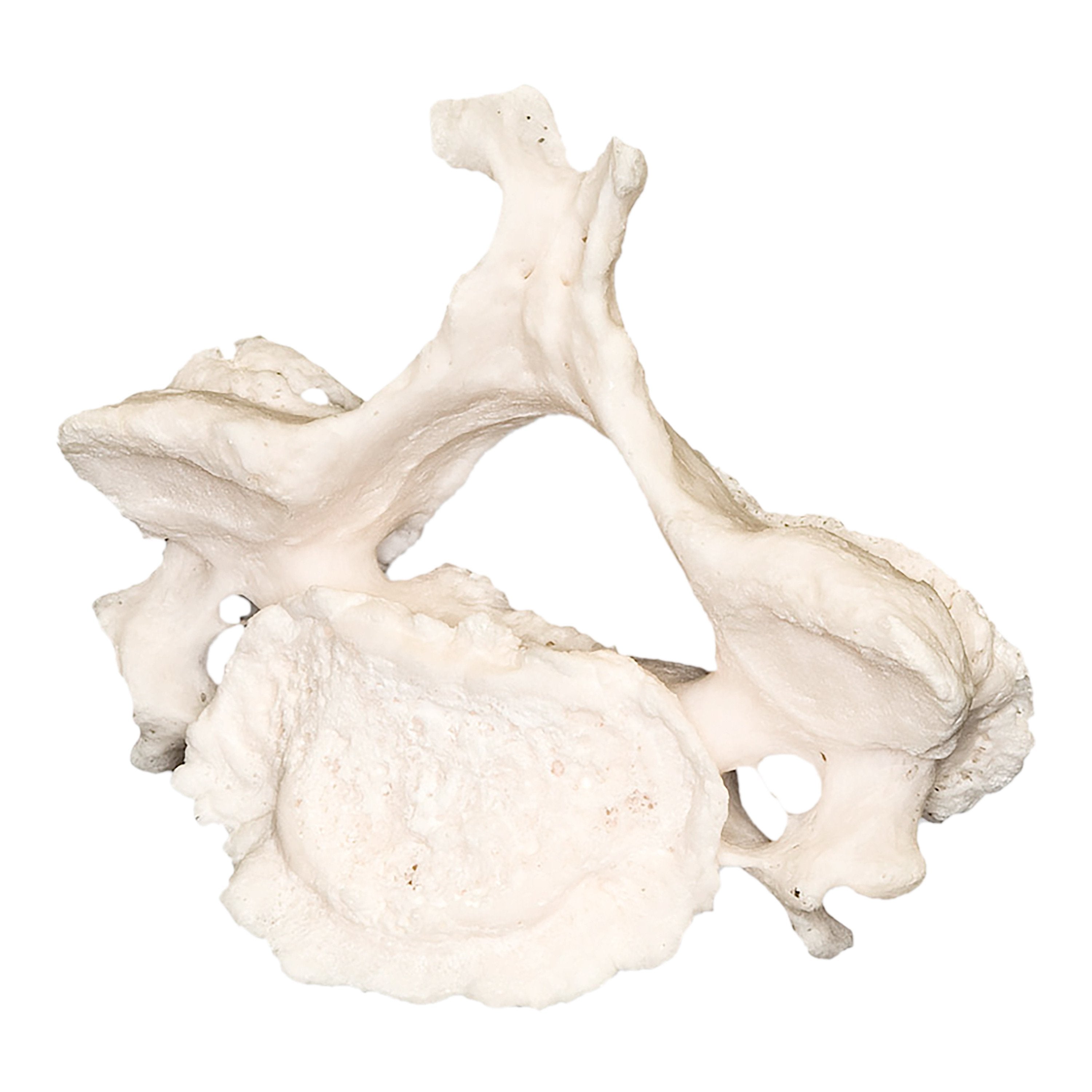 Premium Human Vertebrae Specimen for Medical Research & Education - Ideal for Anatomy Study, Medical Training, and Forensic Science Applications