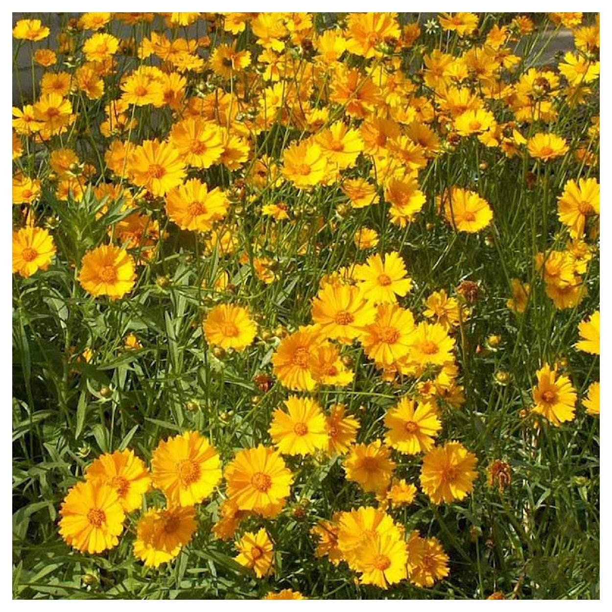 Everwilde Farms - 1 Oz Sand Coreopsis Native Wildflower Seeds - Gold Vault Pack - Attract Pollinators & Beautify Gardens