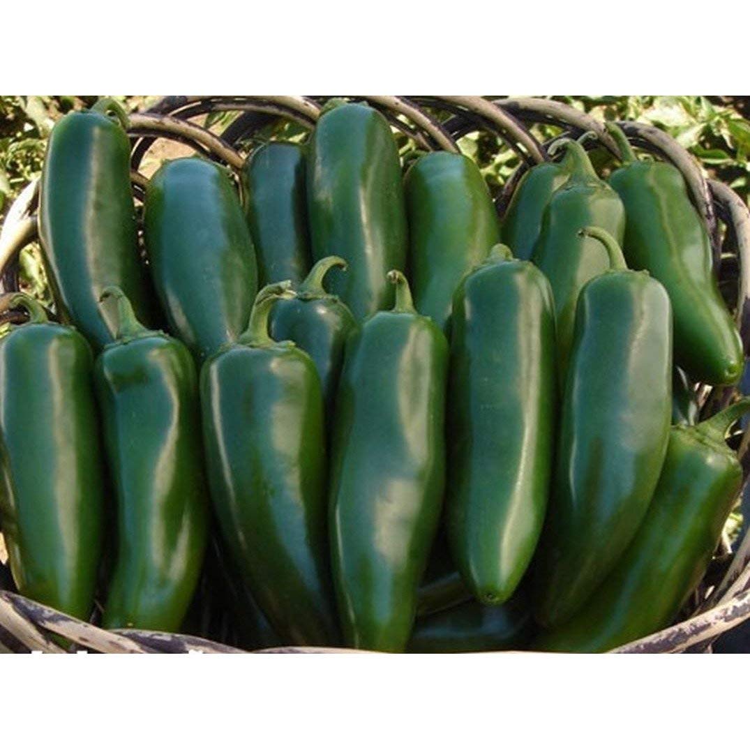 Mammoth F1 Hybrid Jalapeno Hot Pepper Seeds - 60+ Seeds Pack for Home Gardening, Spicy Cooking & Canning | Fast-Growing Chili Plant for Salsa, Pickling & Mexican Recipes