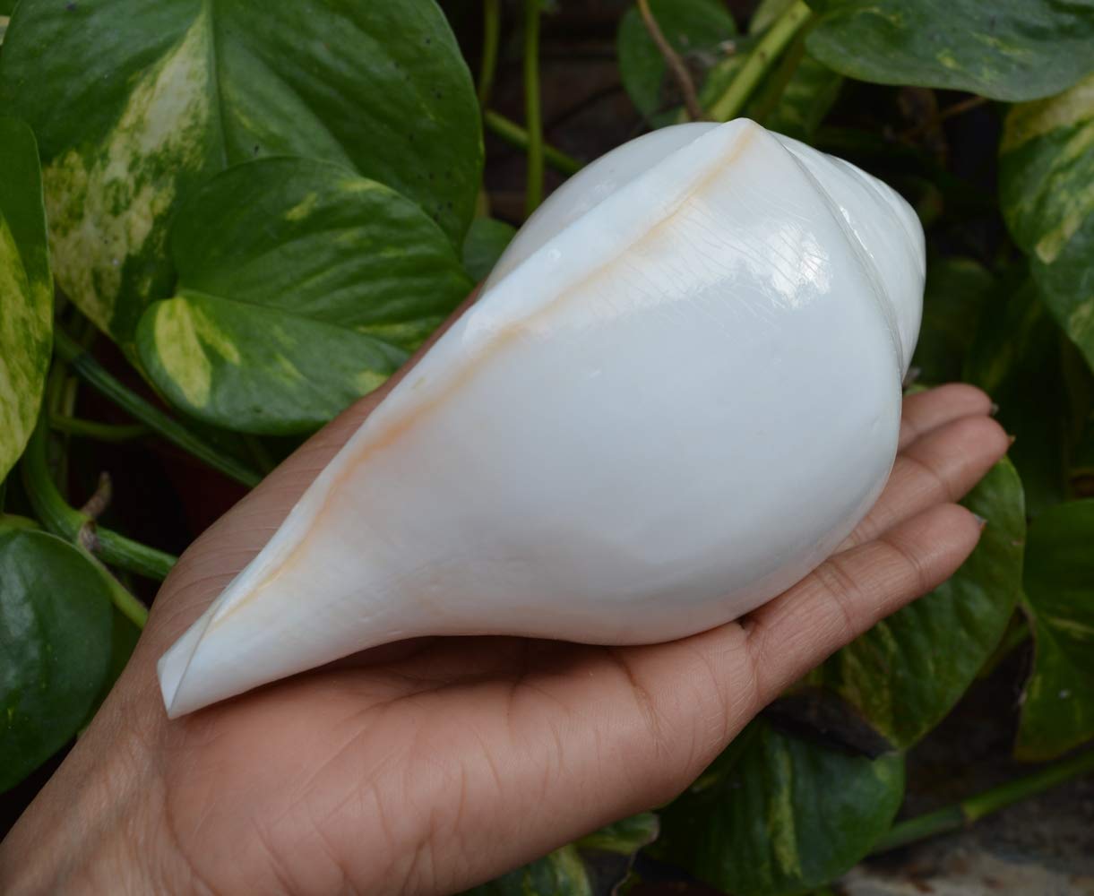 Authentic Pooja Shankha Conch Shell - Sacred Hindu Ritual Instrument for Prayer & Meditation | Perfect for Puja, Yoga & Spiritual Ceremonies