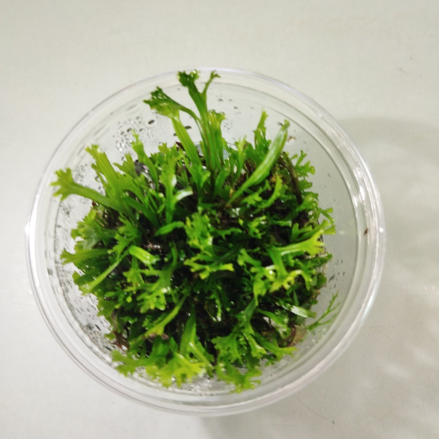 TCulture Microsorium Windelov (TC Cup) - Java Fern Aquatic Plant for Freshwater Aquariums | Perfect for Fish Tanks, Aquascaping & Low-Light Aquarium Decor