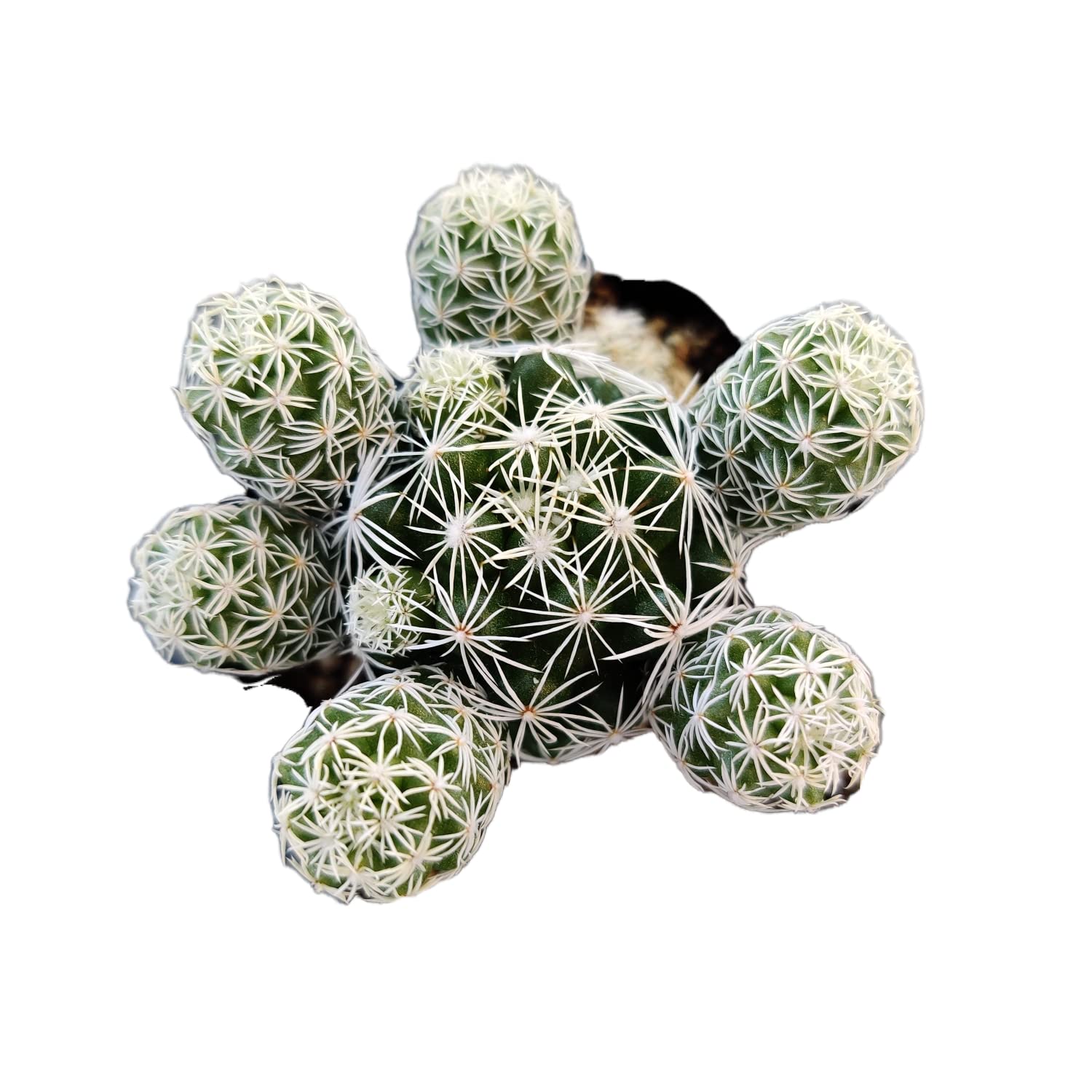 Live Succulent Cactus Plants - Mammillaria Gracilis Fragilis 'Thimble Cactus' in 2 Inch Pot | Indoor & Outdoor Home Decor, Office Desk Plant, Gift for Plant Lovers | Easy Care Drought Tolerant Houseplant from USKC