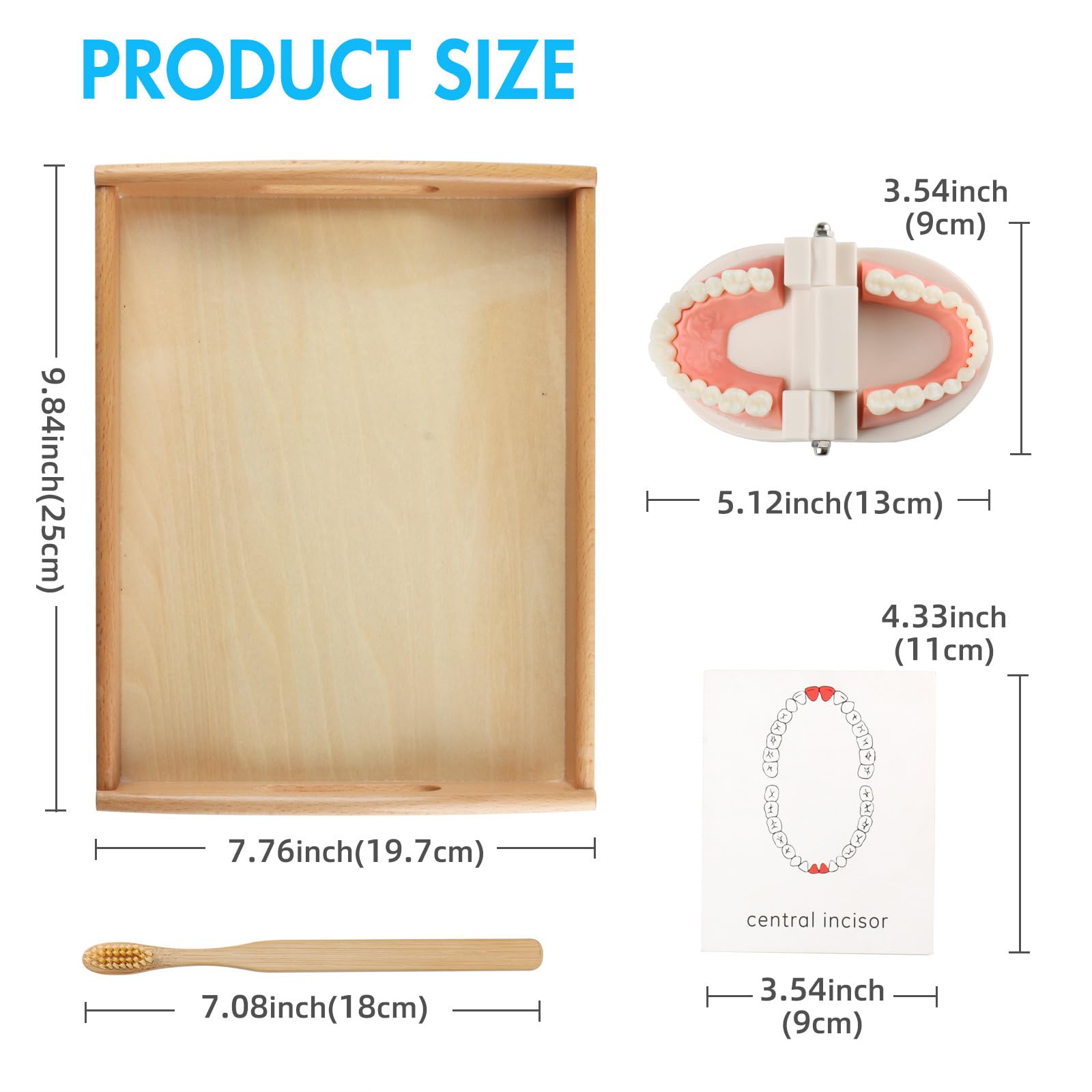 Montessori Practical Life Brushing Teeth Model & Cards - Wooden Dental Hygiene Learning Toy for Toddlers & Preschoolers - Homeschool & Classroom Educational Activity for Kids - Perfect for Teaching Oral Care Habits