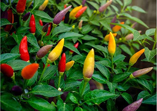 Non-GMO Mini Ornamental Pepper Seeds Mix - Indoor Decorative Vegetable Planting for Home Garden, Kitchen Herb Pots & DIY Gifts