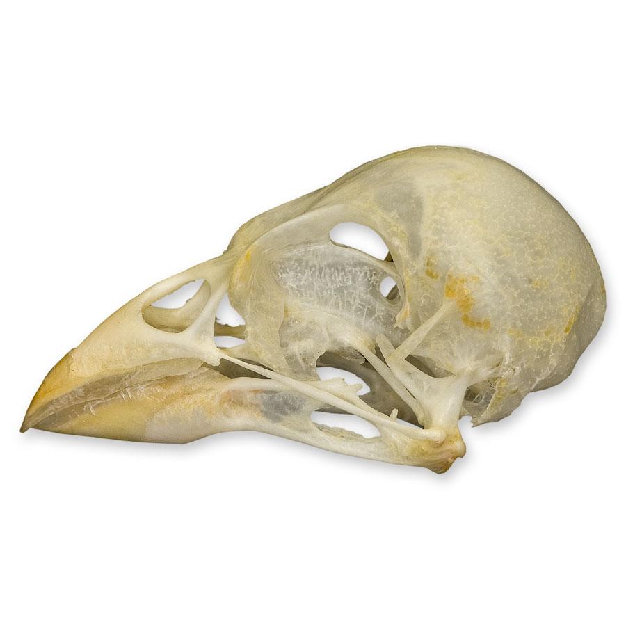 Authentic Society Finch Skull Specimen - Unique Collectible for Science, Education & Gothic Decor | Perfect for Biology Classrooms, Taxidermy Displays & Dark Aesthetic Home Decor
