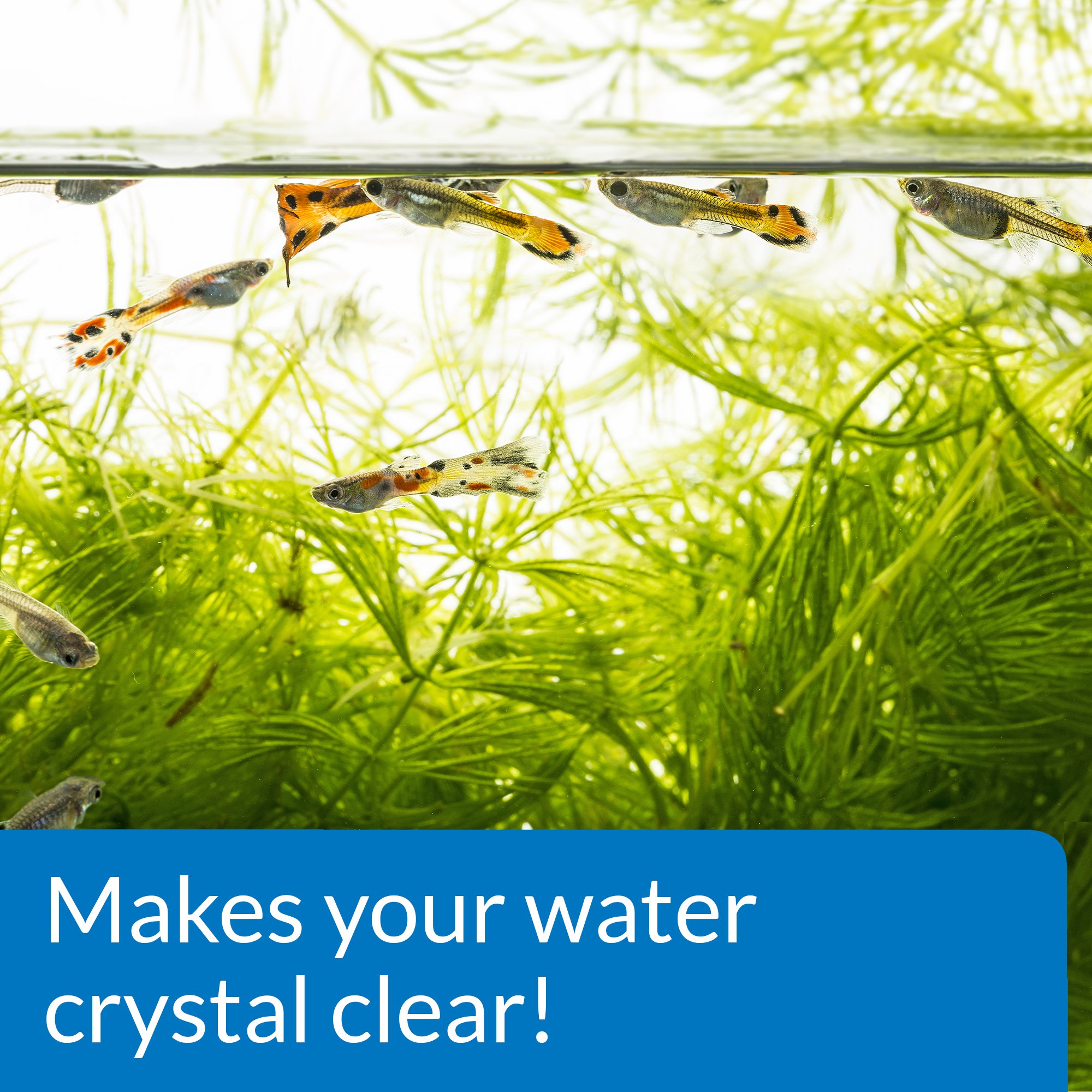 API ACCU-CLEAR Freshwater Aquarium Water Clarifier - 4 oz Bottle for Crystal Clear Fish Tank Water | Eliminates Cloudiness & Improves Water Clarity | Perfect for Small to Medium Aquariums