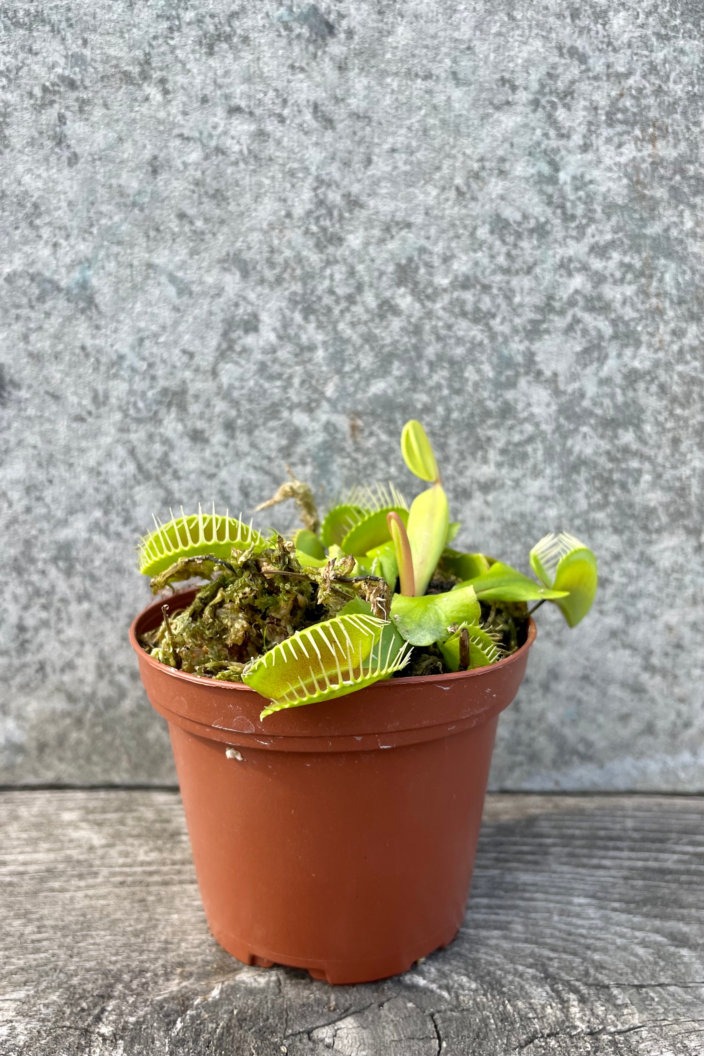Live Dionaea Venus Flytrap - Carnivorous Plant for Natural Pest Control | Perfect for Home, Office & Garden Decor