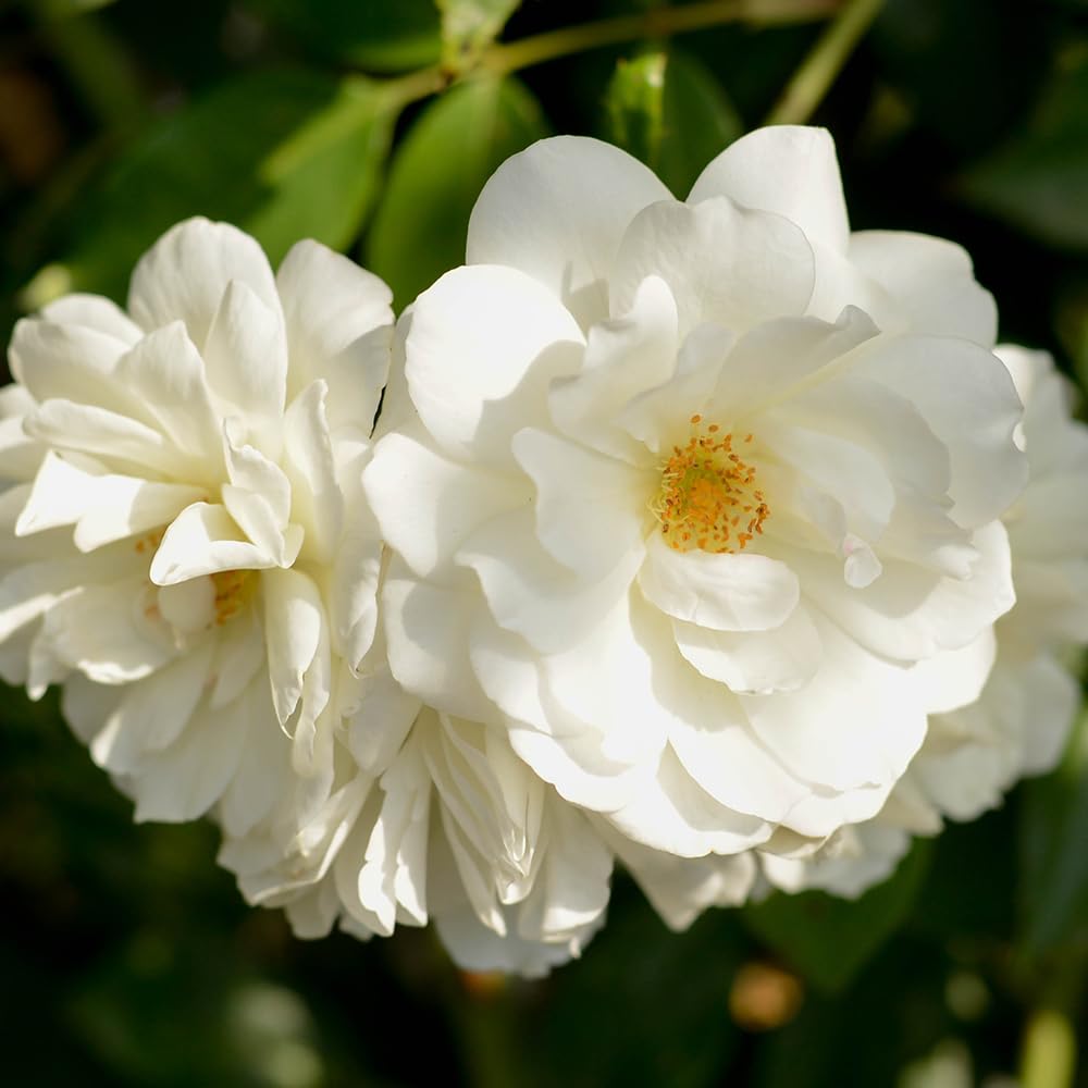 Heirloom Climbing Rose Plant - CL Iceberg White Rose Bush for Outdoor Gardens | Perfect for Trellises, Fences & Landscaping
