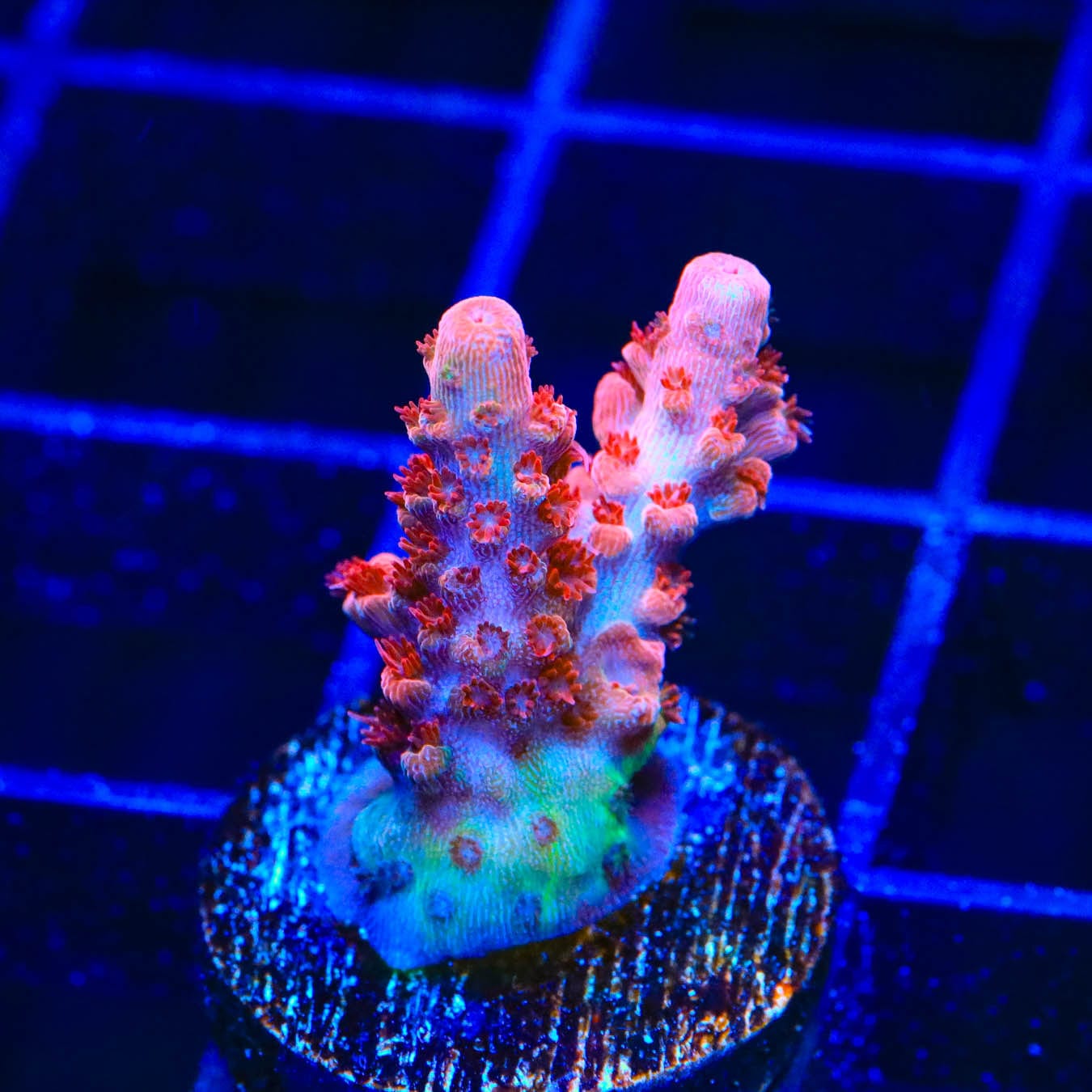 Premium CB Maleficent Acropora Coral for Saltwater Aquariums - Vibrant Purple SPS Coral for Reef Tanks & Marine Displays