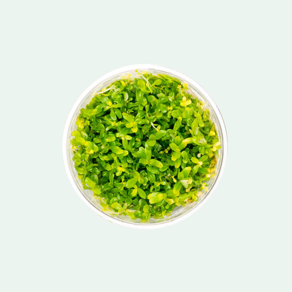 Rotala Manipurensis Live Aquarium Plant - Tissue Culture Cup for Freshwater Fish Tanks | Perfect for Aquascaping, Nano Tanks & Shrimp Habitats