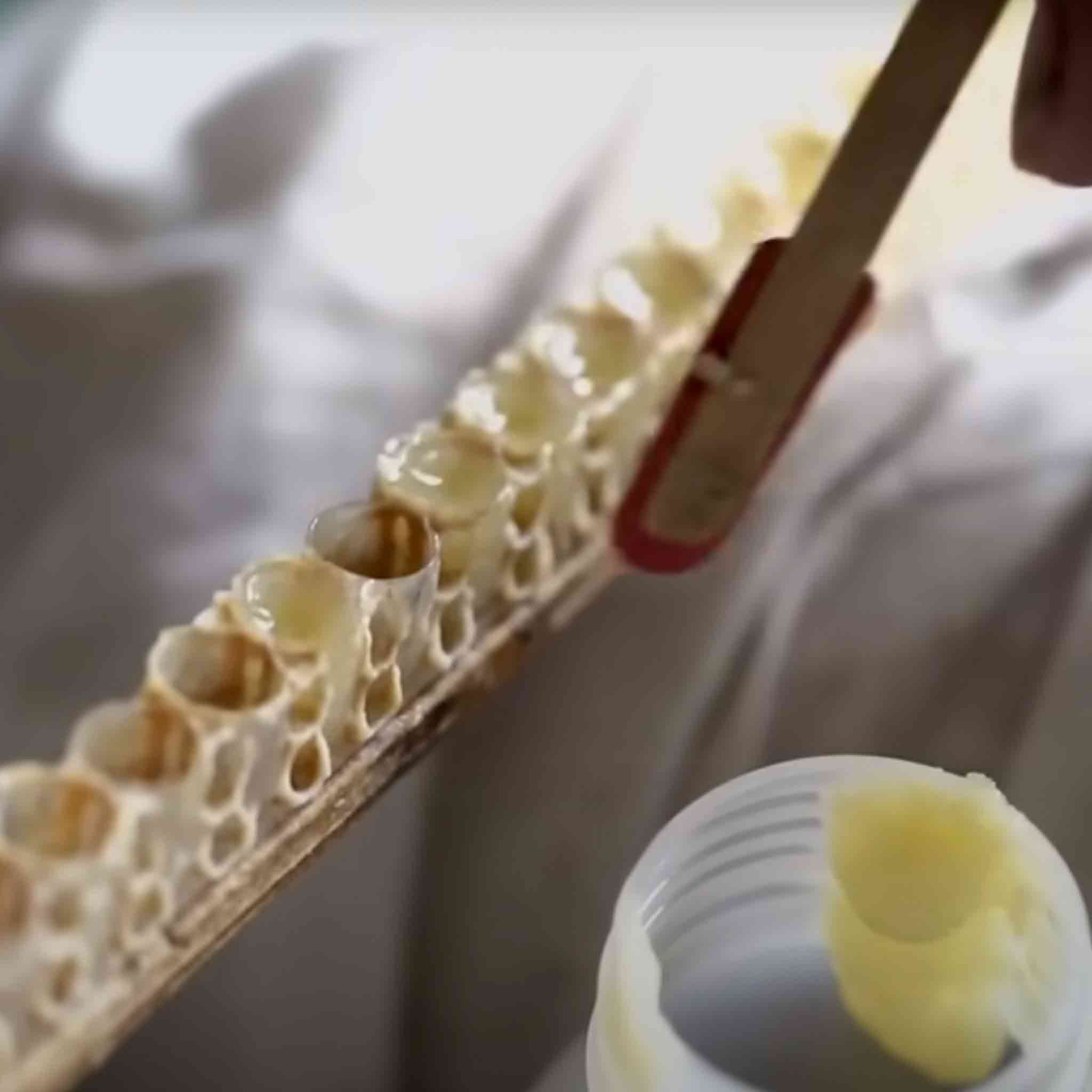 Premium Queen Bee Royal Jelly Extraction Tool - Stainless Steel Honeycomb Cell Scraper for Beekeeping & Honey Harvesting | Perfect for Apiary Maintenance & Natural Honey Production