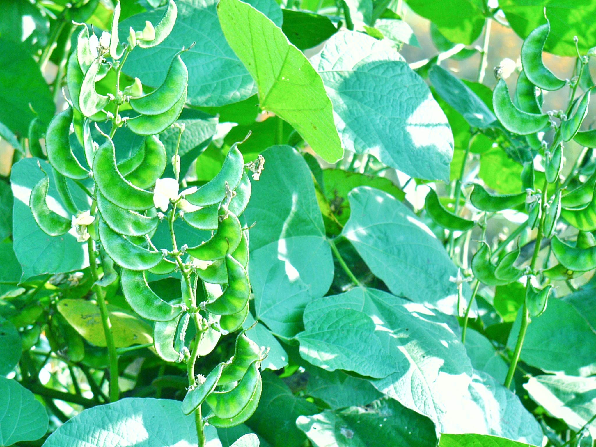 Organic Broad Beans (Vicia Faba) Seeds - Non-GMO, Heirloom Variety for Home & Terrace Gardening (15 Seeds) - Perfect for Soups, Salads & Healthy Snacks