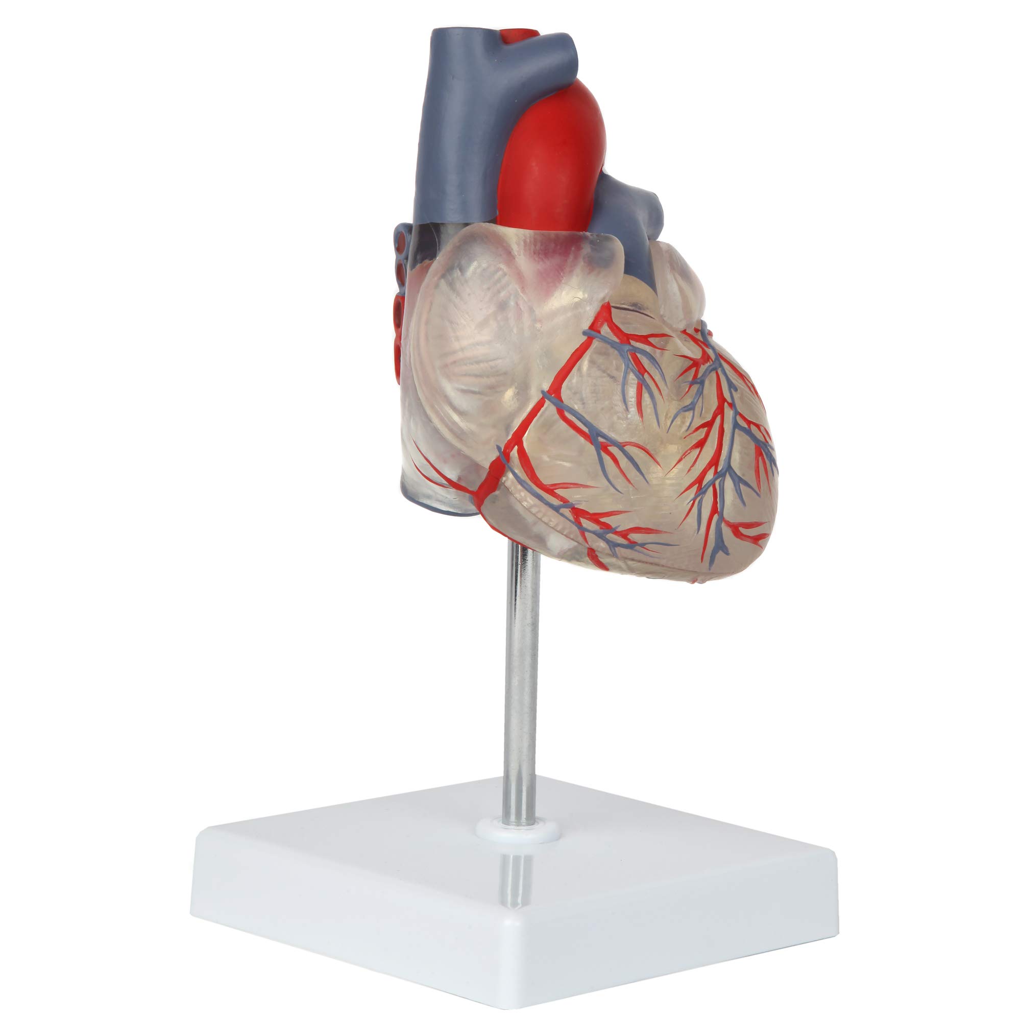 Axis Scientific Transparent 2-Part Deluxe Life Size Human Heart Model with Magnetic Assembly & Display Base - Perfect for Medical Education, Anatomy Study, and Classroom Demonstrations