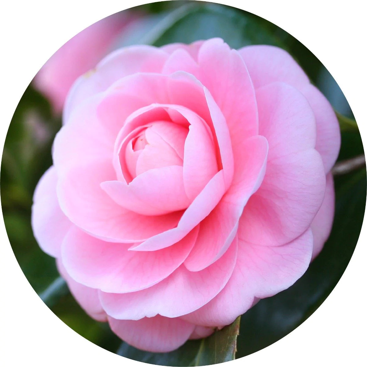Organic Camellia Carrier Oil for Skin & Hair - Cold Pressed, 100% Pure & Natural - Perfect for Aromatherapy, Massage & DIY Beauty Products