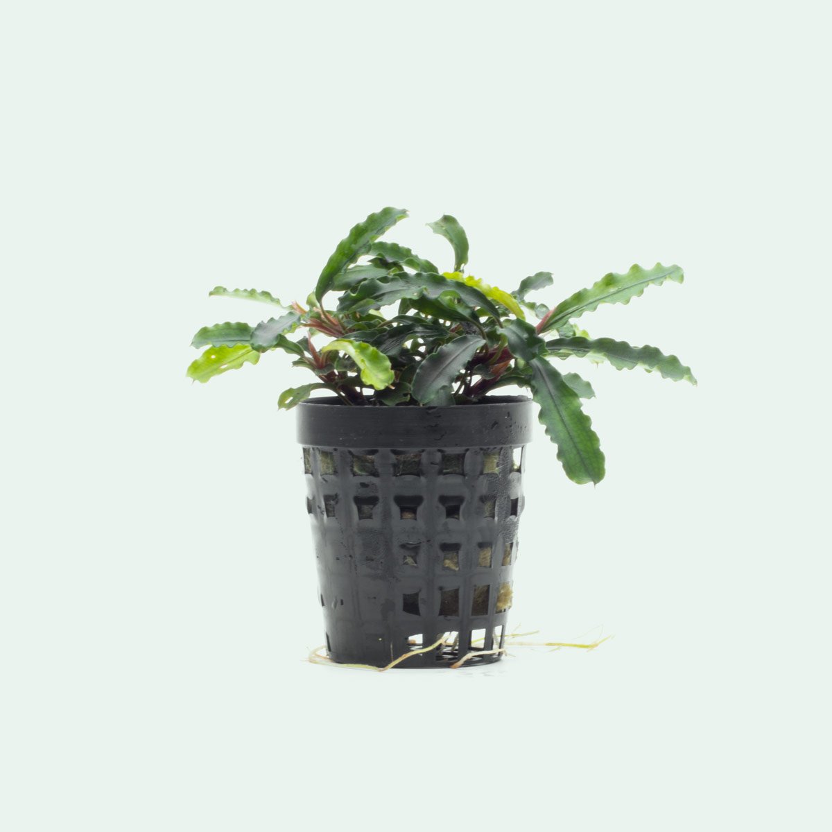 Bucephalandra Broad Wavy Live Aquarium Plant - Rare Freshwater Aquatic Plant for Fish Tanks, Aquascaping & Nano Tanks (Perfect for Low-Tech Planted Aquariums)