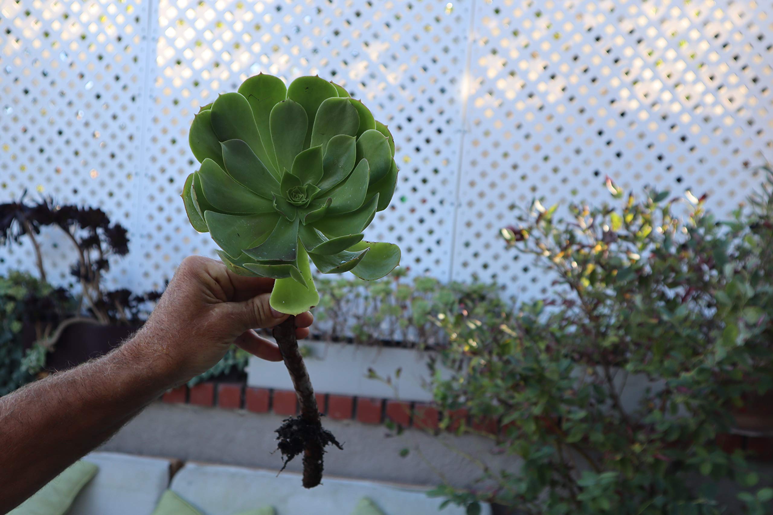 3 Jumbo Irish Rose Succulent Cuttings - Live Succulent Plants for Garden, Home Decor & Wedding Centerpieces | Real Succulent Cuttings for DIY Arrangements
