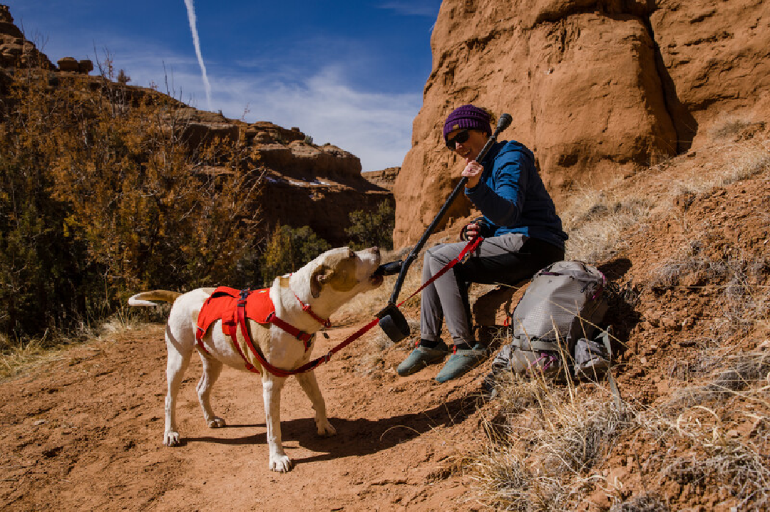 Ruffwear Web Master Dog Harness - Adjustable & Reflective for Hiking & Outdoor Adventures (New Colors) - Perfect for Trail Running, Camping & Daily Walks