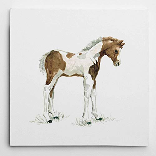 Baby Colt