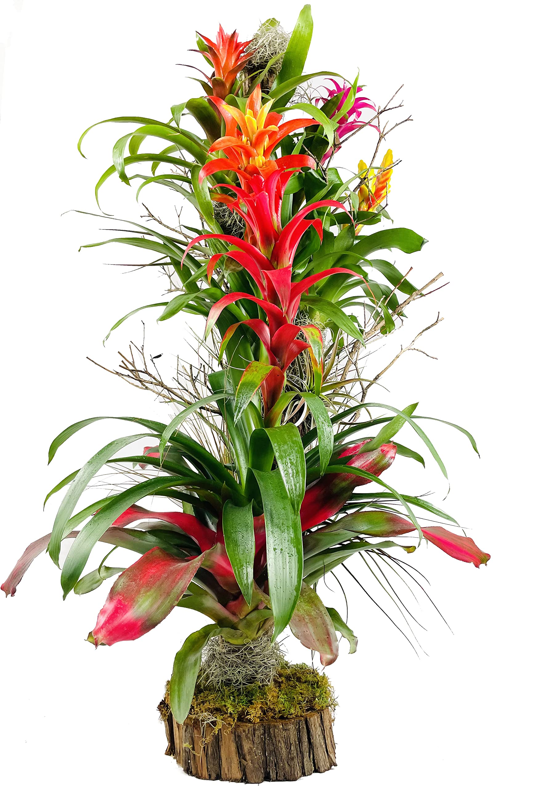 Bromeliad and Air Plant Tree - 42