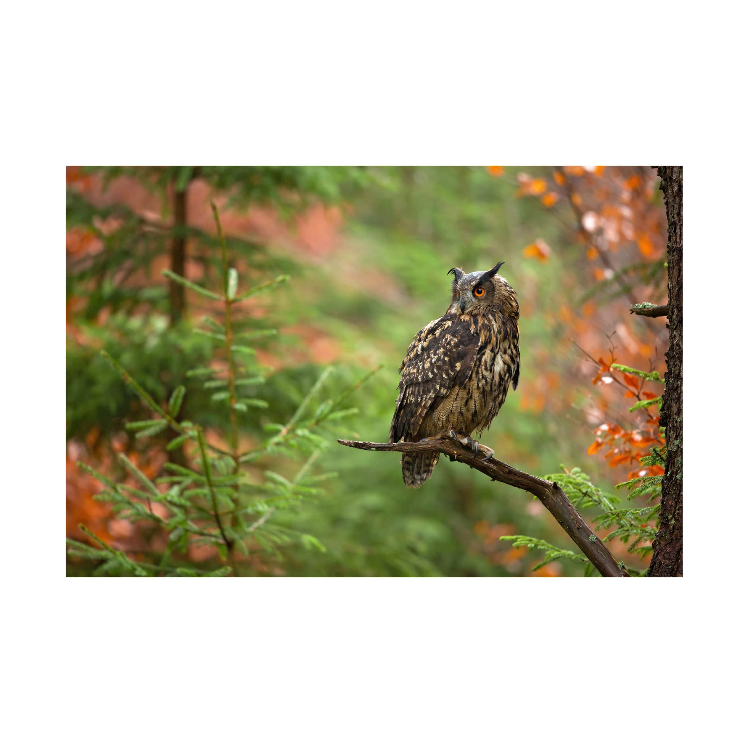 Trademark Fine Art 'Eurasian Eagle Owl' Canvas Wall Art by Milan Zygmunt - Premium Wildlife Home Decor for Living Room, Bedroom & Office