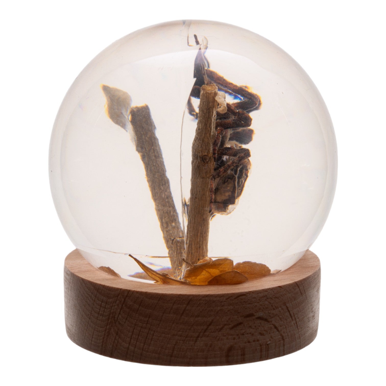 Real Preserved Spider and Fly in Clear Acrylic Globe - Unique Science Specimen Display for Home Decor, Classroom Education & Entomology Collections