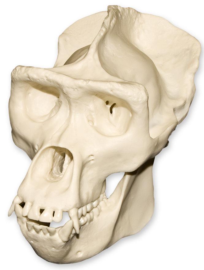 Replica Half Scale Gorilla Skull - Realistic Primate Skull Model for Science Education, Halloween Decor & Collector Display