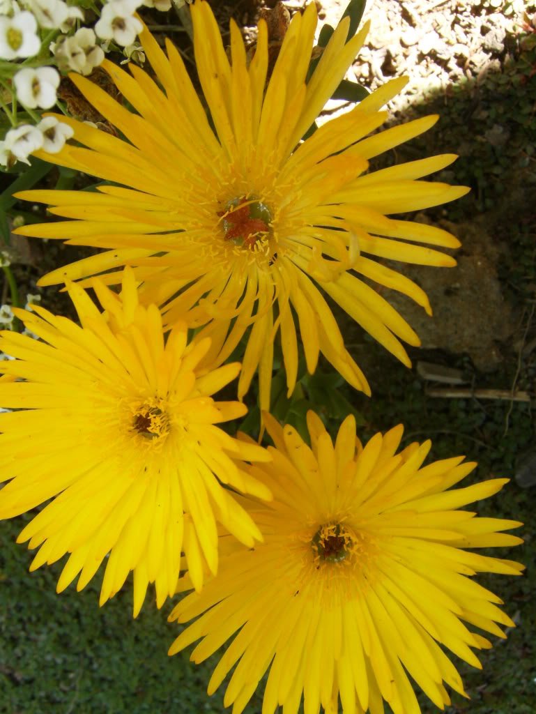 100 Gelato Yellow ICE Plant Mesembryanthemum Daisy Livingstone Flower Seeds - Drought-Tolerant Ground Cover for Sunny Gardens & Rock Landscapes