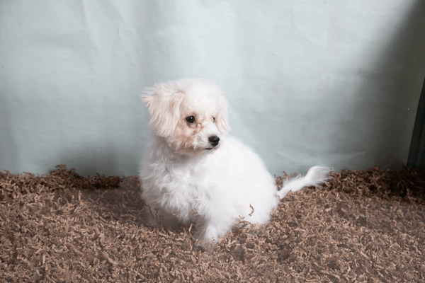 Eco-Friendly Small Pet Bedding - Soft & Comfortable Hamster, Guinea Pig, Rabbit Bed for Cage, Hutch, or Playpen - Perfect for Cozy Napping & Playtime