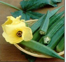 Okra Perkins Long Pod Heirloom Seeds - Non-GMO, Bulk 1 Lb Pack - Great for Southern Cooking, Pickling & Garden Planting | Seed Kingdom