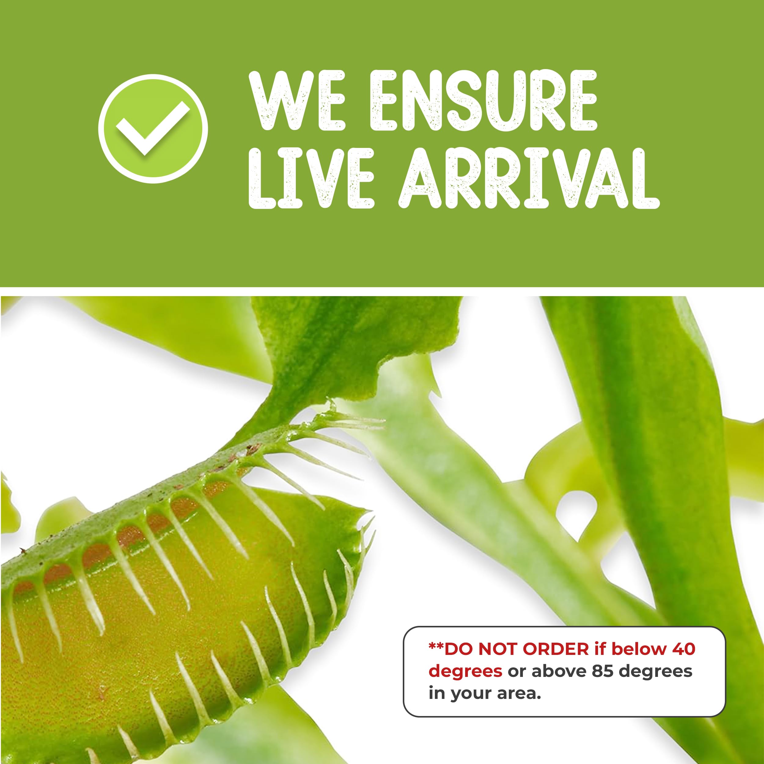 Live Venus Flytrap Plant Kit in 2.5
