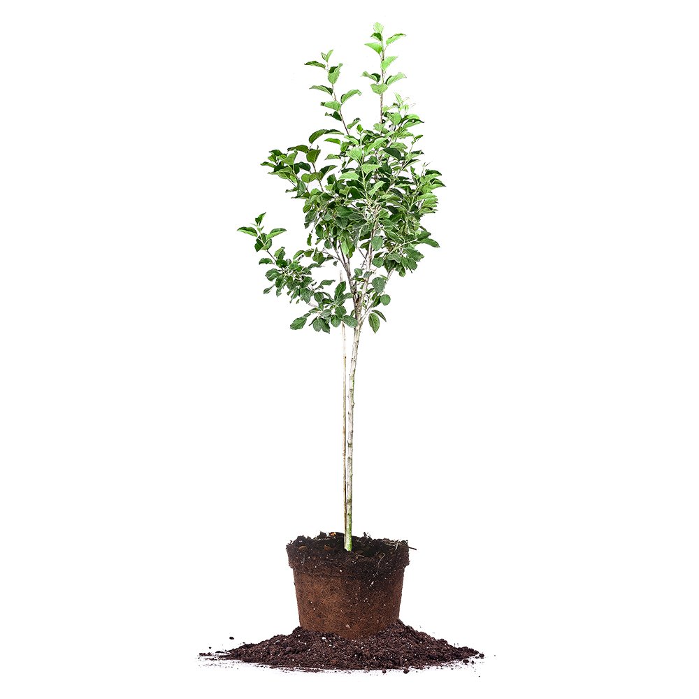 PERFECT PLANTS Fuji Apple Tree Live Plant - 4-5 Feet Tall with Care Guide | Fresh Fruit Bearing Tree for Home Garden, Backyard Orchard & Landscaping