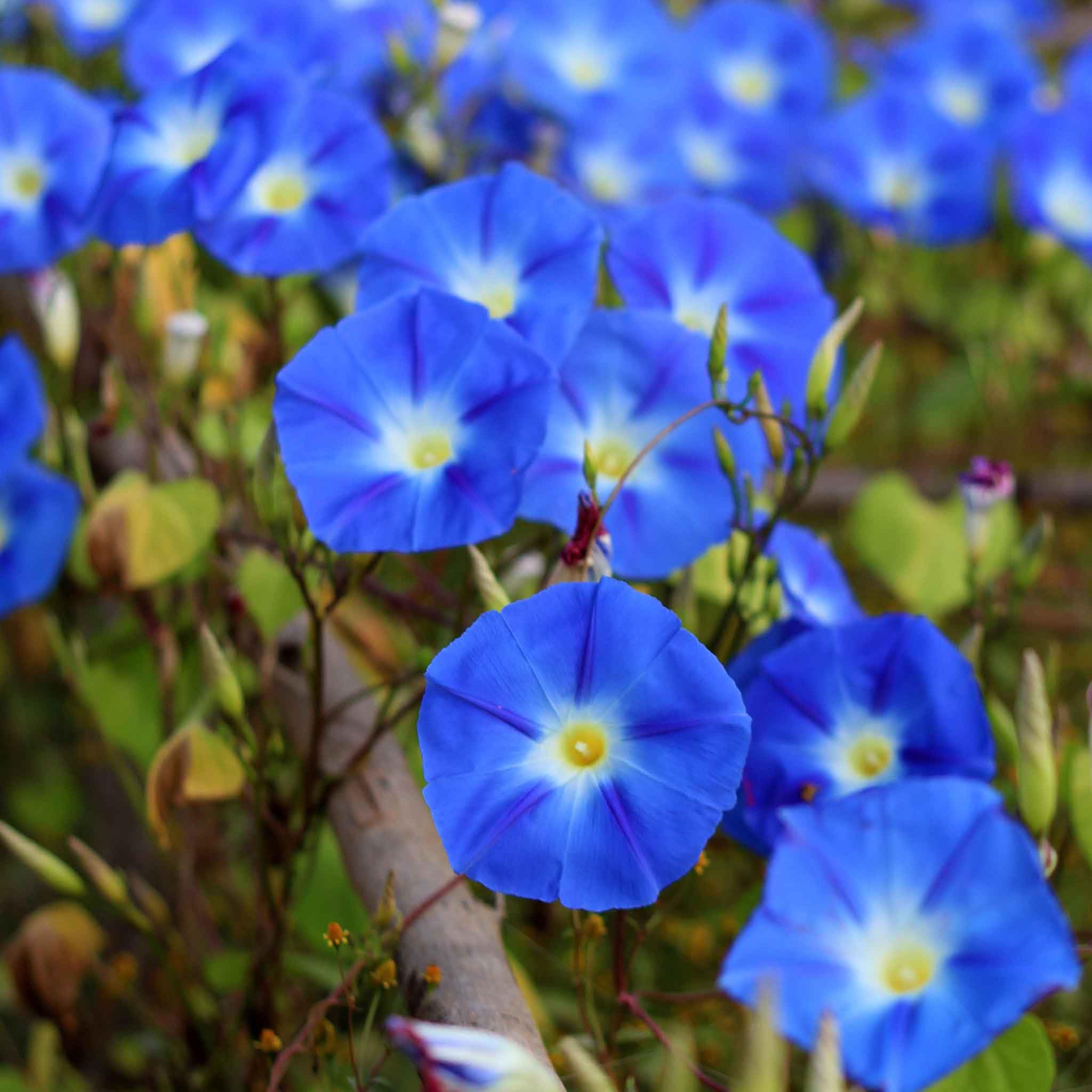 Heavenly Blue Morning Glory Seeds - Non-GMO Flower Seeds for Planting | Easy to Grow, Low Maintenance | Perfect for Spring Planting in USDA Zones 1-10 | Great for Garden Borders, Trellises & Container Gardening