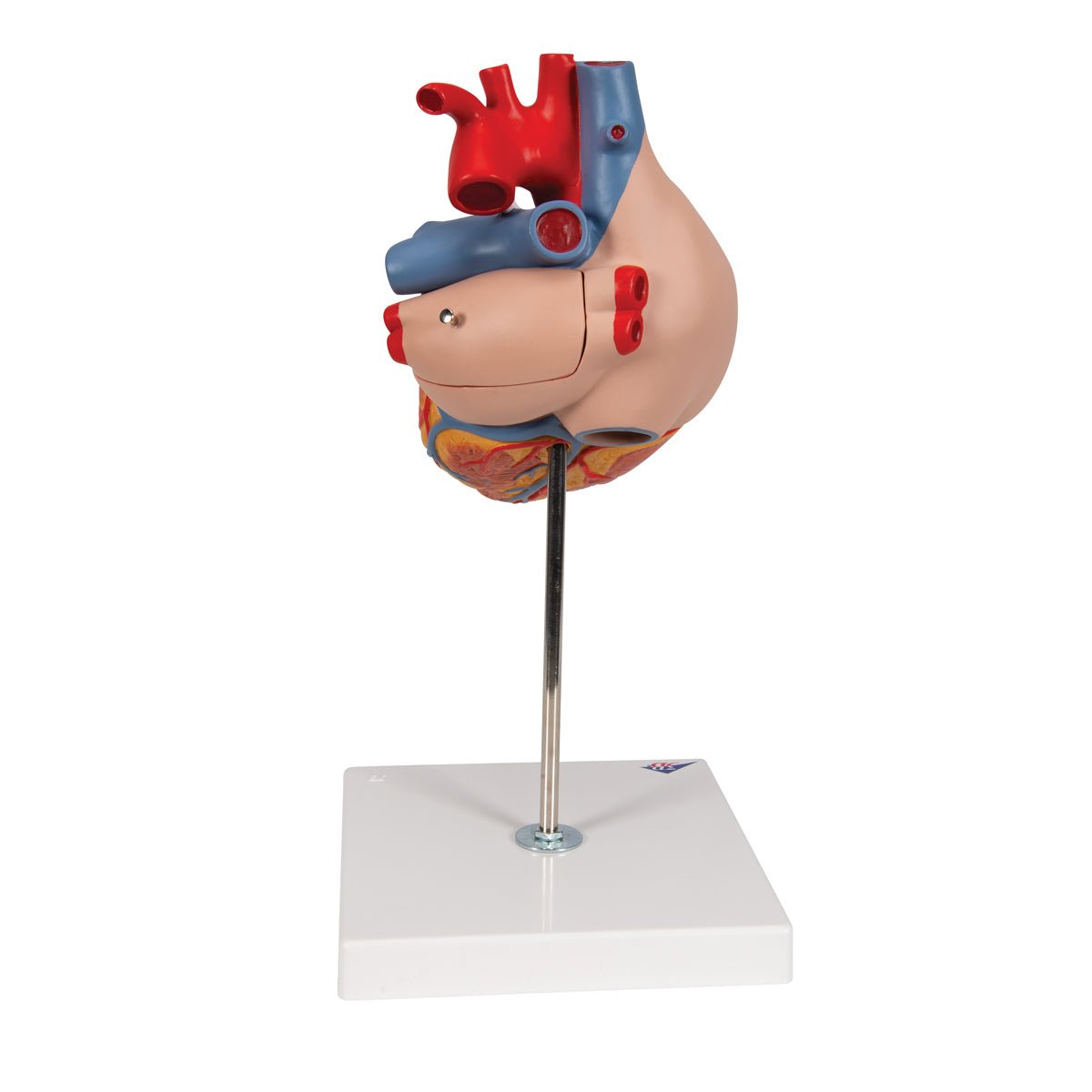 Giant Human Heart Model - 2X Life Size, 4-Part Anatomy Display - Perfect for Medical Education, Biology Classrooms & Science Labs