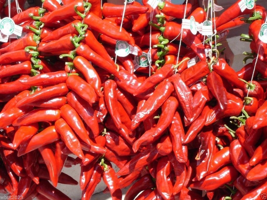 Aji Cacho de Cabra Chili Pepper Seeds (10 Count) - Grow Your Own Authentic Merkén Spice Blend at Home | Perfect for Chilean Cuisine, Hot Sauce Making & Home Gardening